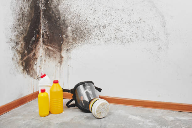 Best Mold Damage Repair  in Vinings, GA