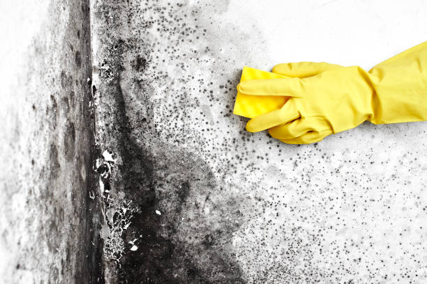 Best Attic Mold Removal  in Vinings, GA