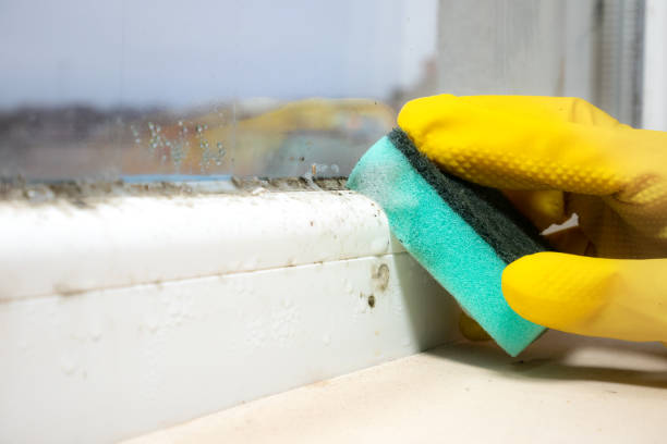 Attic Mold Removal in Vinings, GA