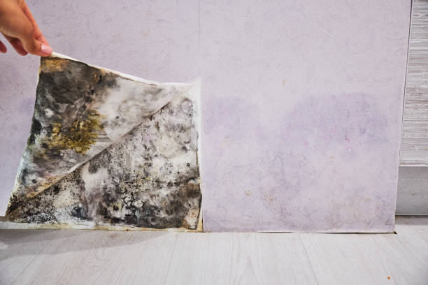 Best Fast Mold Removal  in Vinings, GA